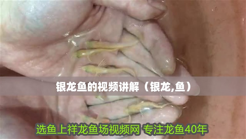 銀龍魚的視頻講解（銀龍,魚）