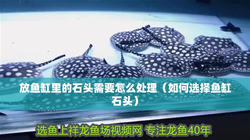 放魚缸里的石頭需要怎么處理（如何選擇魚缸石頭）