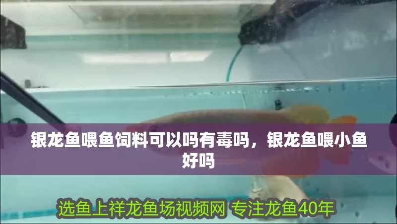 銀龍魚喂魚飼料可以嗎有毒嗎，銀龍魚喂小魚好嗎