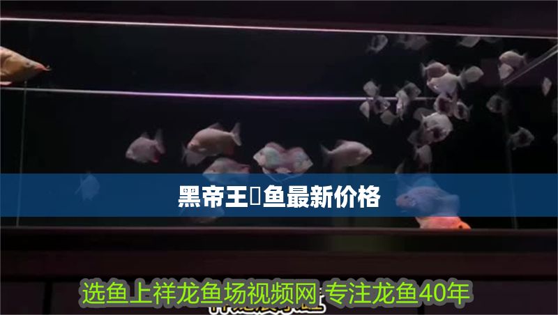 黑帝王魟魚最新價格 魟魚百科 第2張 黑帝王魟魚最新價格 黑帝王魟魚最新價格 魟魚百科 第2張