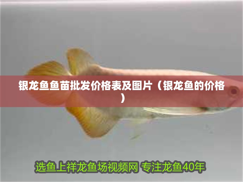 銀龍魚魚苗批發價格表及圖片（銀龍魚的價格）