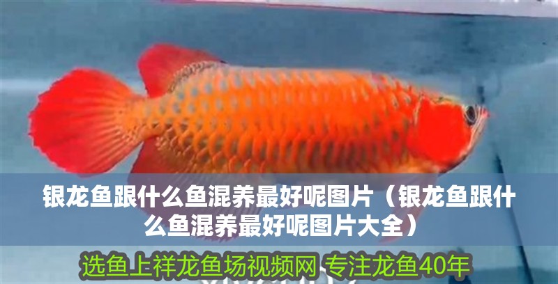印尼虎魚(yú)多少溫度飼養(yǎng)最好:印尼虎魚(yú)多少溫度飼養(yǎng)最好印尼虎魚(yú)多少溫度飼養(yǎng)最好 銀龍魚(yú)跟什么魚(yú)混養(yǎng)最好呢圖片(銀龍魚(yú)跟什么魚(yú)混養(yǎng)最好呢圖片大全) 銀龍魚(yú)百科 銀龍魚(yú)跟什么魚(yú)混養(yǎng)最好呢圖片(銀龍魚(yú)跟什么魚(yú)混養(yǎng)最好呢圖片大全) 銀龍魚(yú)跟什么魚(yú)混養(yǎng)最好呢圖片(銀龍魚(yú)跟什么魚(yú)混養(yǎng)最好呢圖片大全) 銀龍魚(yú)百科