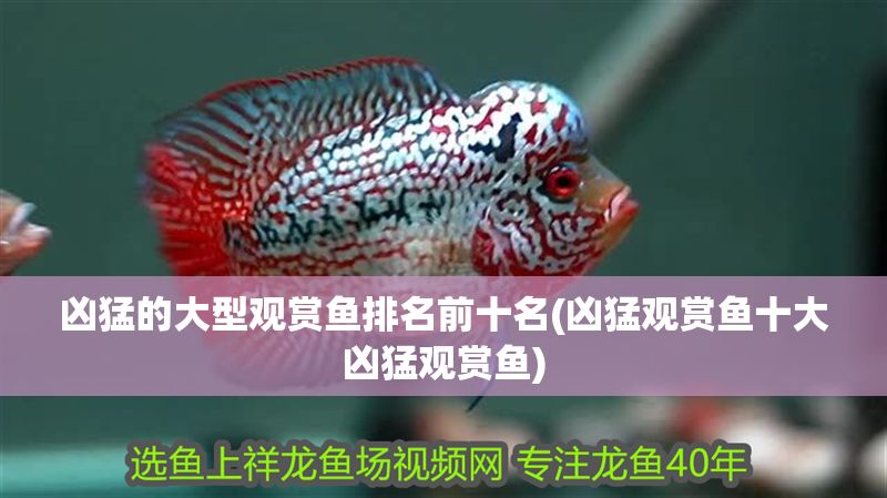 兇猛的大型觀賞魚排名前十名(兇猛觀賞魚十大兇猛觀賞魚)