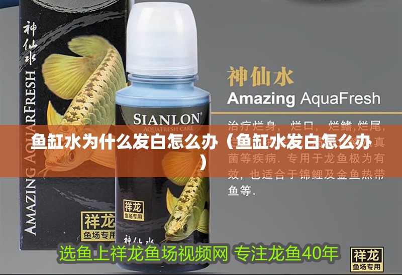 魚缸水為什么發(fā)白怎么辦（魚缸水發(fā)白怎么辦） 魚缸水為什么發(fā)白怎么辦（魚缸水發(fā)白怎么辦） 魚缸百科