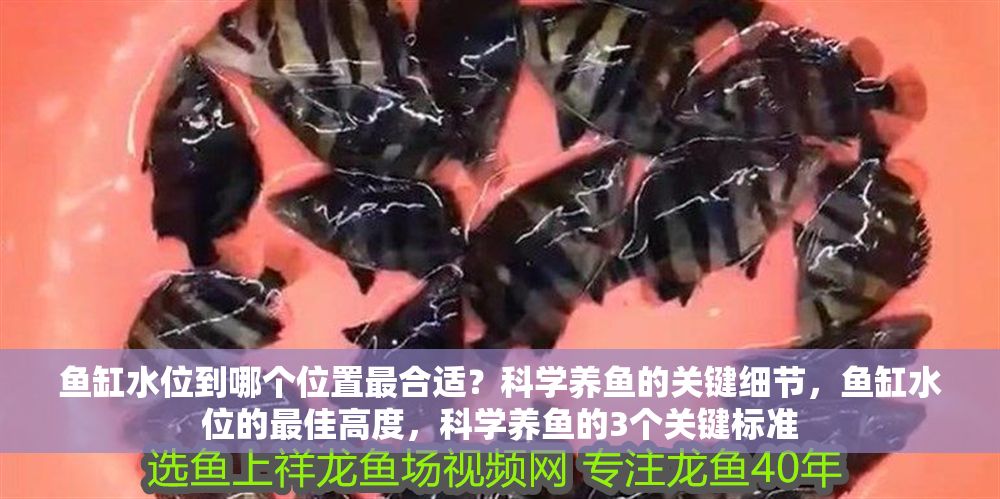 魚缸水位到哪個位置最合適？科學養魚的關鍵細節，魚缸水位的最佳高度，科學養魚的3個關鍵標準