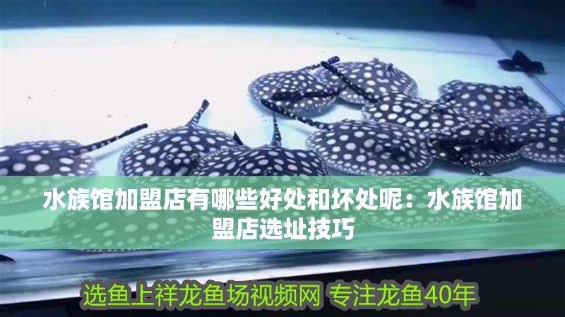水族館加盟店有哪些好處和壞處呢：水族館加盟店選址技巧 水族館加盟店有哪些好處和壞處呢：水族館加盟店選址技巧 水族館百科（水族館加盟） 第1張