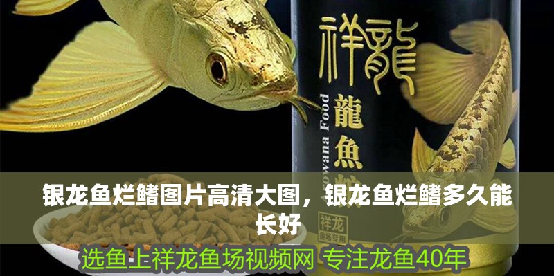 銀龍魚爛鰭圖片高清大圖，銀龍魚爛鰭多久能長好 銀龍魚爛鰭圖片高清大圖，銀龍魚爛鰭多久能長好 銀龍魚百科