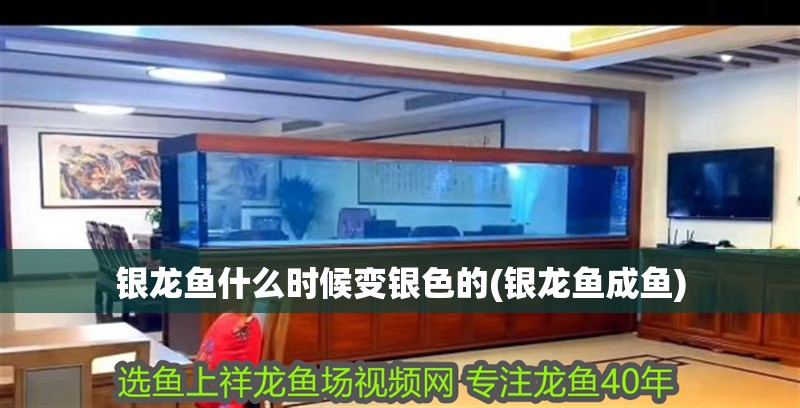 銀龍魚(yú)什么時(shí)候變銀色的(銀龍魚(yú)成魚(yú))