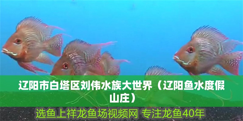 魚缸用增氧泵價格是多少:魚缸增氧機-xtrac增氧機-xtrac增氧機 遼陽市白塔區劉偉水族大世界(遼陽魚水度假山莊) 全國水族館企業名錄 遼陽市白塔區劉偉水族大世界(遼陽魚水度假山莊) 遼陽市白塔區劉偉水族大世界(遼陽魚水度假山莊) 全國水族館企業名錄