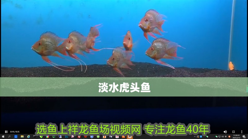 淡水虎頭魚