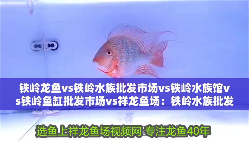 鐵嶺龍魚vs鐵嶺水族批發市場vs鐵嶺水族館vs鐵嶺魚缸批發市場vs祥龍魚場：鐵嶺水族批發市場價格對比