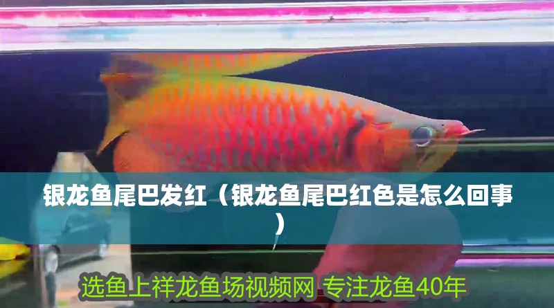 銀龍魚尾巴發紅（銀龍魚尾巴紅色是怎么回事）