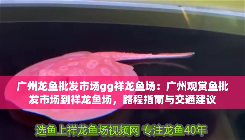 廣州龍魚批發(fā)市場gg祥龍魚場：廣州觀賞魚批發(fā)市場到祥龍魚場，路程指南與交通建議