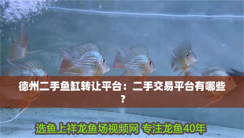 德州二手魚缸轉(zhuǎn)讓平臺(tái)：二手交易平臺(tái)有哪些？ 德州二手魚缸轉(zhuǎn)讓平臺(tái)：二手交易平臺(tái)有哪些？ 魚缸百科