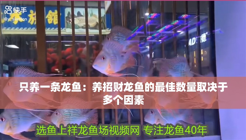 只養一條龍魚：養招財龍魚的最佳數量取決于多個因素 只養一條龍魚：養招財龍魚的最佳數量取決于多個因素 龍魚百科