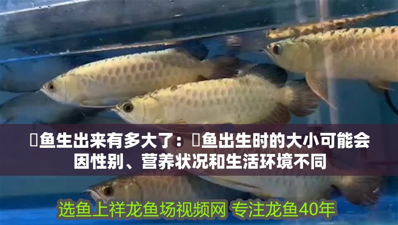 魟魚生出來有多大了：魟魚出生時的大小可能會因性別、營養狀況和生活環境不同
