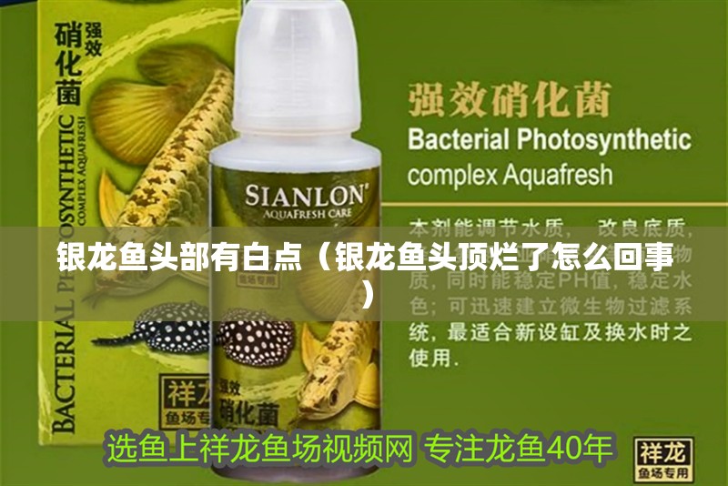 魚缸用增氧泵價格是多少:魚缸增氧機-xtrac增氧機-xtrac增氧機 銀龍魚頭部有白點(銀龍魚頭頂爛了怎么回事) 銀龍魚百科 銀龍魚頭部有白點(銀龍魚頭頂爛了怎么回事) 銀龍魚頭部有白點(銀龍魚頭頂爛了怎么回事) 銀龍魚百科