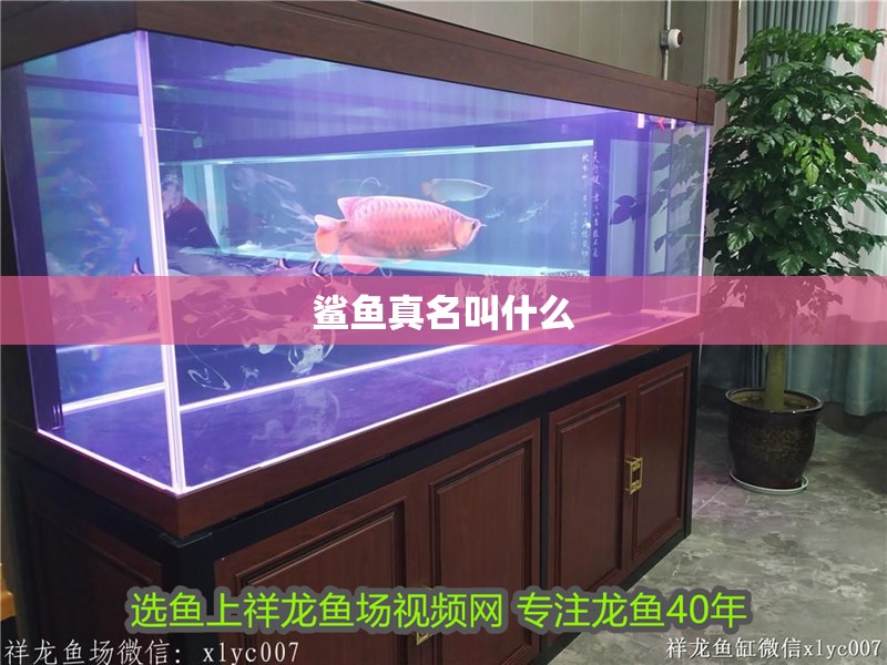 鯊魚真名叫什么