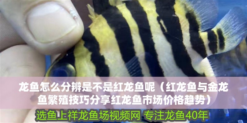 龍魚怎么分辨是不是紅龍魚呢（紅龍魚與金龍魚繁殖技巧分享紅龍魚市場(chǎng)價(jià)格趨勢(shì)）