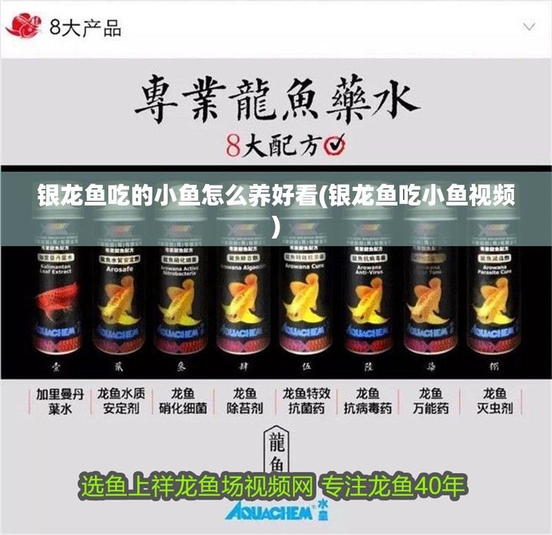 我的虎魚真菌感染了要怎么處理 銀龍魚吃的小魚怎么養好看(銀龍魚吃小魚視頻) 銀龍魚百科 銀龍魚吃的小魚怎么養好看(銀龍魚吃小魚視頻) 銀龍魚吃的小魚怎么養好看(銀龍魚吃小魚視頻) 銀龍魚百科