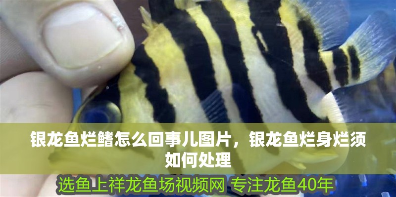 銀龍魚爛鰭怎么回事兒圖片，銀龍魚爛身爛須如何處理 銀龍魚爛鰭怎么回事兒圖片，銀龍魚爛身爛須如何處理 銀龍魚百科