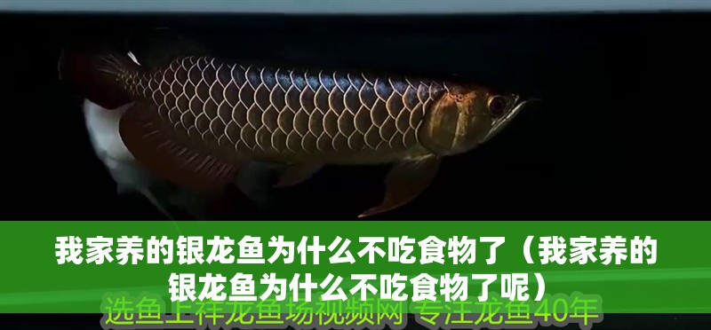 我家養的銀龍魚為什么不吃食物了（我家養的銀龍魚為什么不吃食物了呢） 我家養的銀龍魚為什么不吃食物了（我家養的銀龍魚為什么不吃食物了呢） 銀龍魚百科