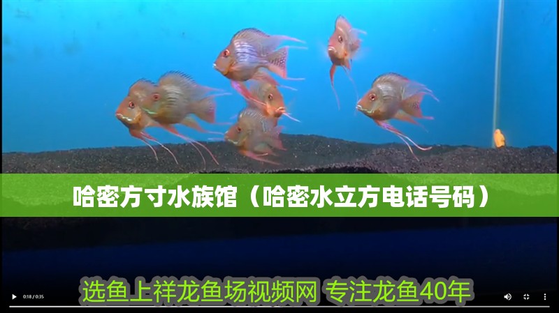 哈密方寸水族館（哈密水立方電話號碼）