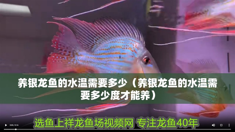 養(yǎng)銀龍魚(yú)的水溫需要多少（養(yǎng)銀龍魚(yú)的水溫需要多少度才能養(yǎng)）