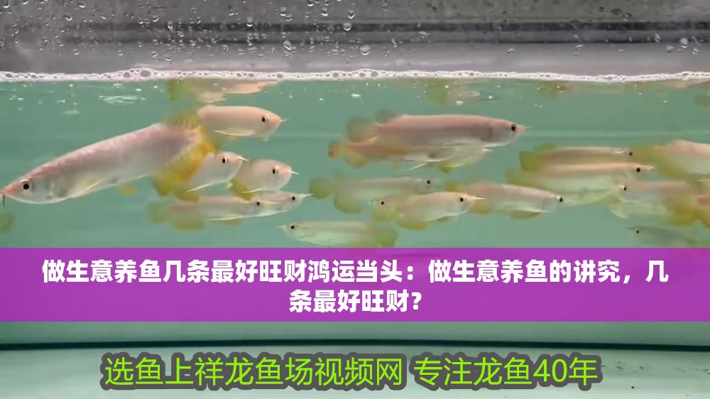 做生意養魚幾條最好旺財鴻運當頭：做生意養魚的講究，幾條最好旺財？