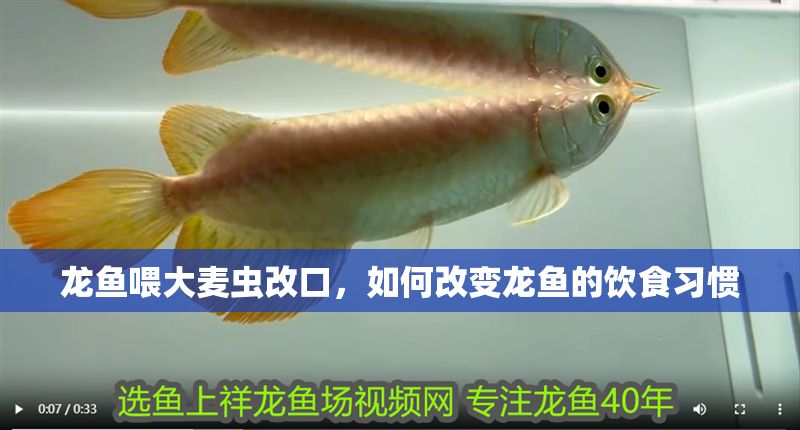 龍魚喂大麥蟲改口，如何改變龍魚的飲食習慣