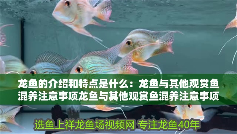龍魚的介紹和特點是什么：龍魚與其他觀賞魚混養注意事項龍魚與其他觀賞魚混養注意事項