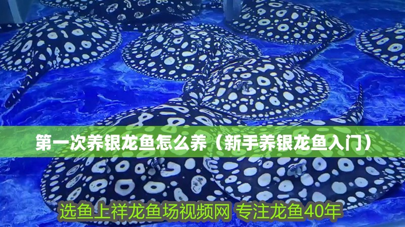 第一次養銀龍魚怎么養（新手養銀龍魚入門）