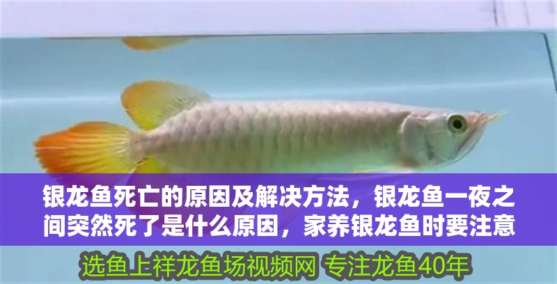 銀龍魚死亡的原因及解決方法，銀龍魚一夜之間突然死了是什么原因，家養(yǎng)銀龍魚時要注意