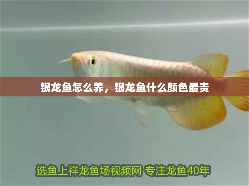 銀龍魚怎么養，銀龍魚什么顏色最貴 銀龍魚怎么養，銀龍魚什么顏色最貴 銀龍魚百科