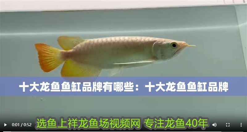 十大龍魚魚缸品牌有哪些：十大龍魚魚缸品牌