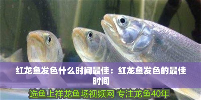 紅龍魚發色什么時間最佳：紅龍魚發色的最佳時間
