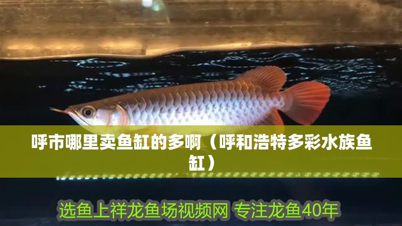 呼市哪里賣魚缸的多?。ê艉秃铺囟嗖仕弭~缸） 呼市哪里賣魚缸的多?。ê艉秃铺囟嗖仕弭~缸） 魚缸百科