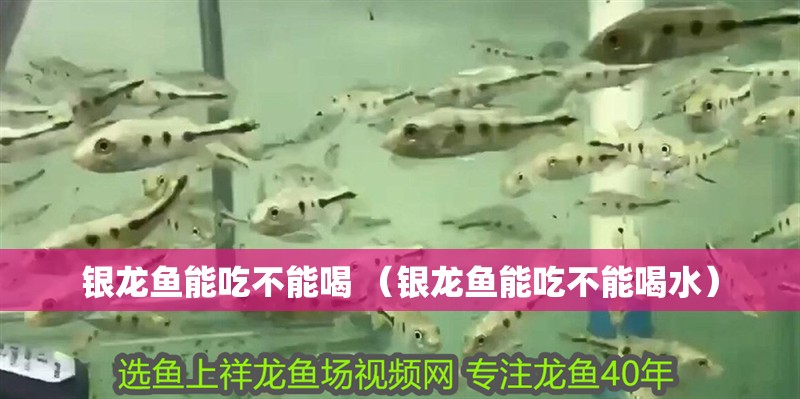 銀龍魚能吃不能喝 （銀龍魚能吃不能喝水）