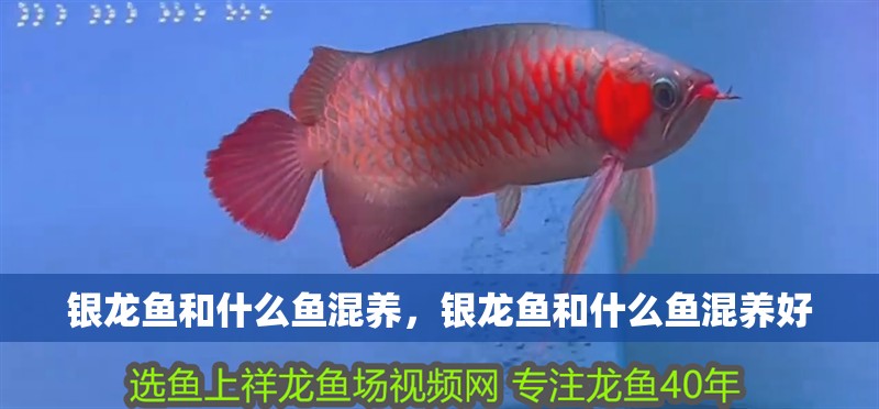 銀龍魚和什么魚混養，銀龍魚和什么魚混養好