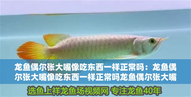 龍魚偶爾張大嘴像吃東西一樣正常嗎：龍魚偶爾張大嘴像吃東西一樣正常嗎龍魚偶爾張大嘴吃東西正常嗎 龍魚偶爾張大嘴像吃東西一樣正常嗎：龍魚偶爾張大嘴像吃東西一樣正常嗎龍魚偶爾張大嘴吃東西正常嗎 龍魚百科