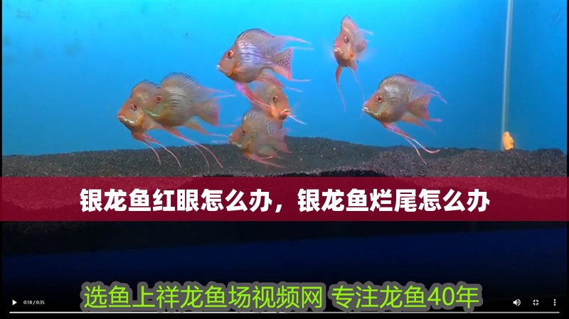 銀龍魚紅眼怎么辦，銀龍魚爛尾怎么辦
