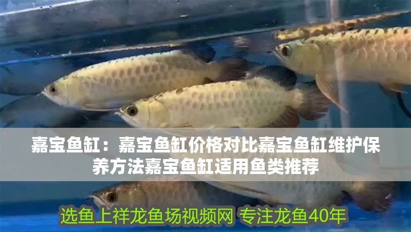 嘉寶魚缸：嘉寶魚缸價格對比嘉寶魚缸維護保養方法嘉寶魚缸適用魚類推薦