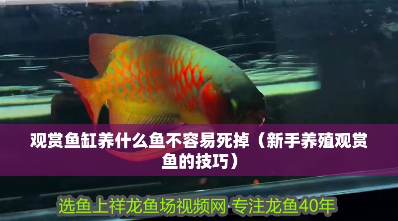 觀賞魚缸養什么魚不容易死掉（新手養殖觀賞魚的技巧）