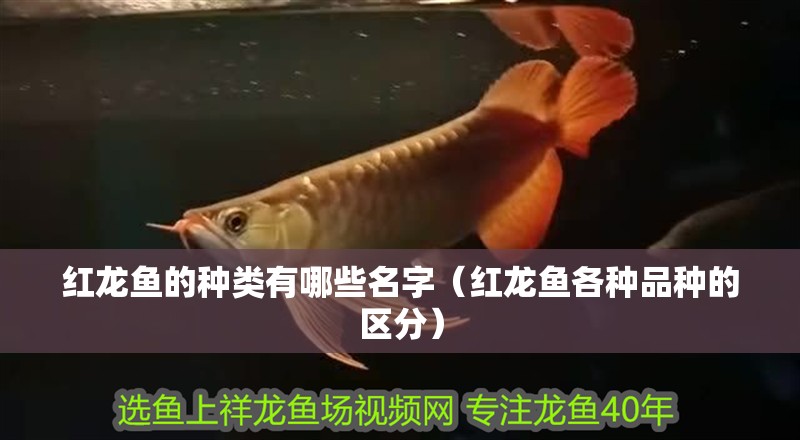 紅龍魚的種類有哪些名字（紅龍魚各種品種的區(qū)分）