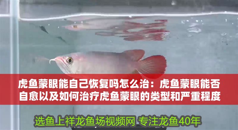 虎魚蒙眼能自己恢復嗎怎么治：虎魚蒙眼能否自愈以及如何治療虎魚蒙眼的類型和嚴重程度 虎魚蒙眼能自己恢復嗎怎么治：虎魚蒙眼能否自愈以及如何治療虎魚蒙眼的類型和嚴重程度 虎魚百科 第2張