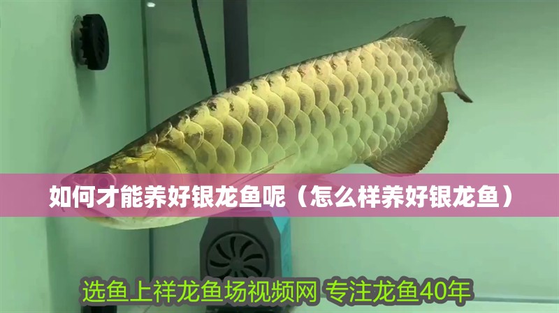 如何才能養好銀龍魚呢（怎么樣養好銀龍魚）