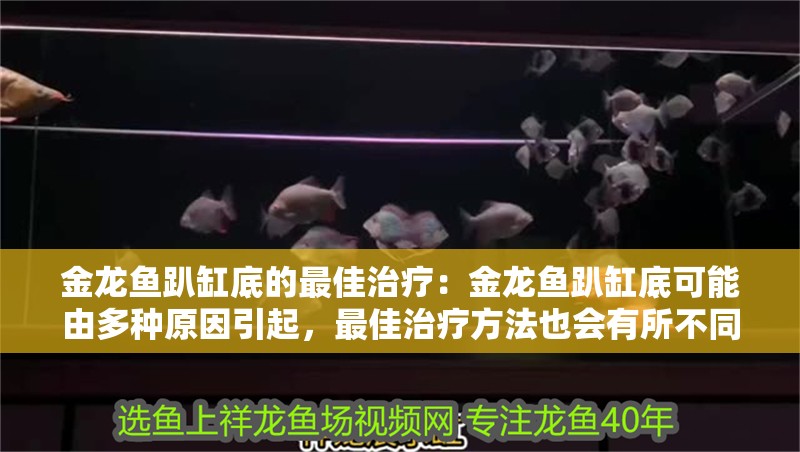 金龍魚趴缸底的最佳治療：金龍魚趴缸底可能由多種原因引起，最佳治療方法也會有所不同