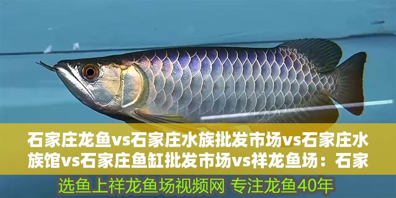 石家莊龍魚vs石家莊水族批發(fā)市場vs石家莊水族館vs石家莊魚缸批發(fā)市場vs祥龍魚場：石家莊水族市場