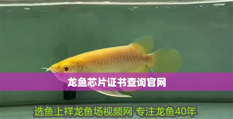 龍魚芯片證書查詢官網 龍魚芯片證書查詢官網 龍魚論壇