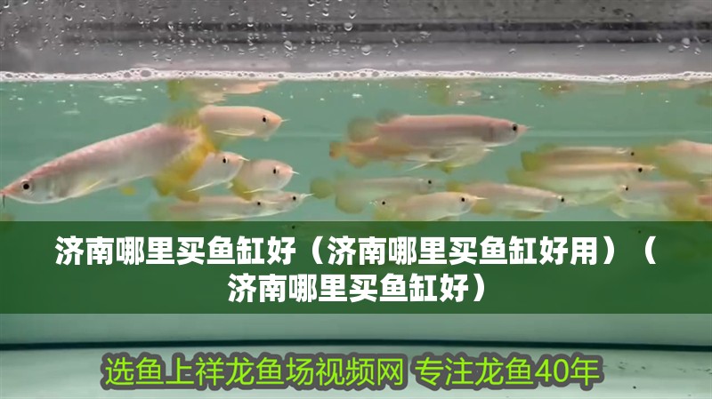 濟南哪里買魚缸好（濟南哪里買魚缸好用）（濟南哪里買魚缸好）